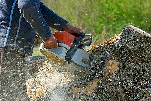 Annapolis Neck, MD Tree Services Company